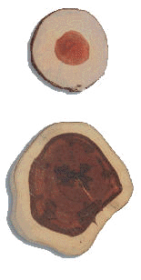 Transversal cuts from Pernambuco trees, one aged 12 years (above), the other 27 years (below)