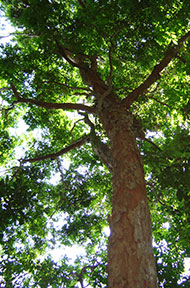 Mature pernambuco tree