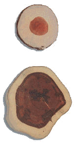 Transversal cuts from Pernambuco trees, one aged 12 years (above), the other 27 years (below) Transversal cuts from Pernambuco trees, one aged 12 years (above), the other 27 years (below)